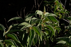 Croton flavens