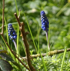 Muscari
