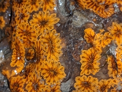 Botryllus schlosseri