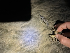 Ocypode occidentalis