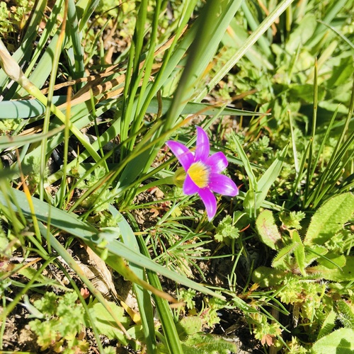 Romulea rosea