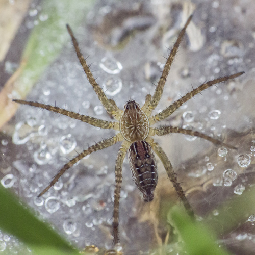 Hippasa holmerae Thorell, 1895