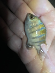 Abudefduf troschelii