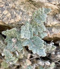 Myriopteris parryi