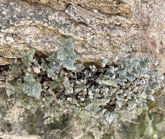 Myriopteris parryi