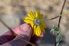 Helianthus petiolaris canescens