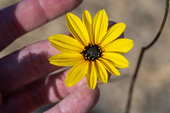 Helianthus petiolaris canescens