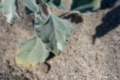 Helianthus petiolaris canescens