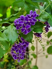 Duranta