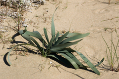 Pancratium maritimum