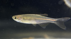 Danio