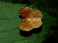 Cepphis advenaria
