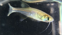 Danio