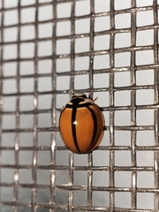 Cheilomenes propinqua