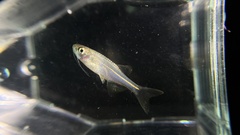 Danio