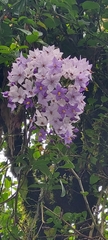 Solanum flaccidum