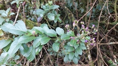 Solanum flaccidum