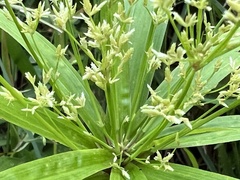 Cyperus albostriatus