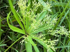 Cyperus albostriatus