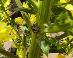 Philaeus chrysops