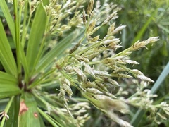 Cyperus albostriatus