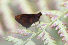 Miltomiges cinnamomea