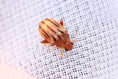 Arrhenocoela lineata