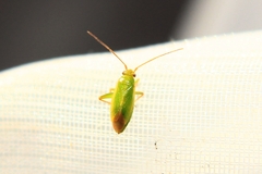 Orthotylus