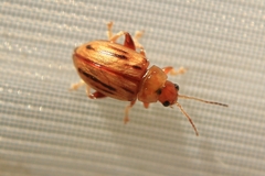 Arrhenocoela lineata