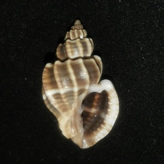Cancellariidae