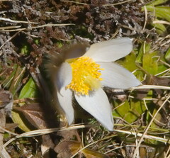 Pulsatilla vernalis