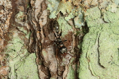 Pseudomyrmex gracilis
