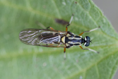 Raphiocera armata