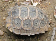 Testudinidae