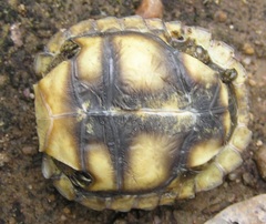 Testudinidae
