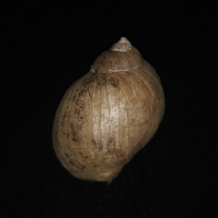 Volutharpa perryi