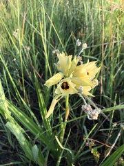 Eulophia welwitschii