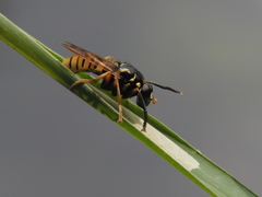Temnostoma vespiforme
