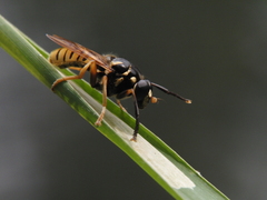 Temnostoma vespiforme