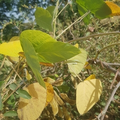 Mucuna pruriens