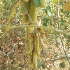 Mucuna pruriens