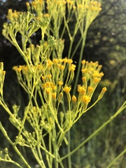 Senecio venosus