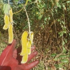 Mucuna pruriens