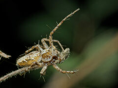 Oxyopes ramosus