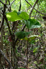 Coccoloba pubescens