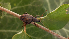 Otiorhynchus aurifer