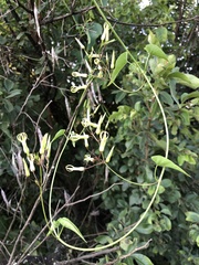 Riocreuxia polyantha