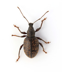 Otiorhynchus aurifer