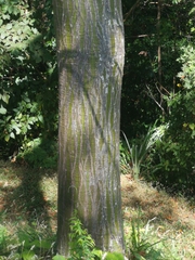 Pseudobombax septenatum