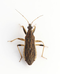 Himacerus major